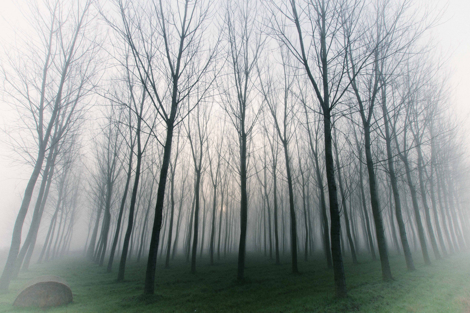 stromy, Příroda, mlhavý, mlha, alberi, krajiny, atmosféra, natura, Antonio, Nebbia, Paesaggi, Atmosfera, lombardia, Pianura, Pavia, Pavese, PADANA, mat56, Romei, chignolopo