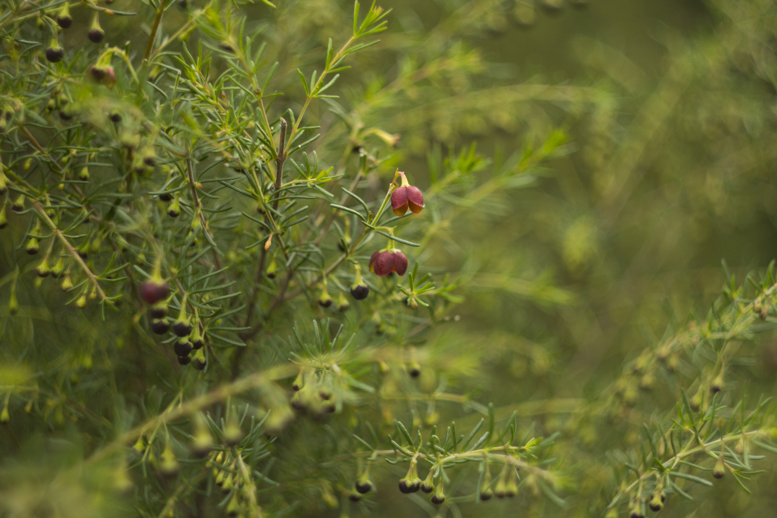 have, natur, parkere, vinter, afdeling, Canon, bokeh, Australien, hjemmehørende, Victoria, australsk, urt, Melbourne, 2014, træ, blad, blomst, plante, flora, dOF, august, vegetation, botanicgarden, eos, 60d, blomstrende plante, Busk, Halvbusk, sprinter, Cranbourne, australiangarden, cranbournebotanicgardens, royalbotanicgardencranbourne