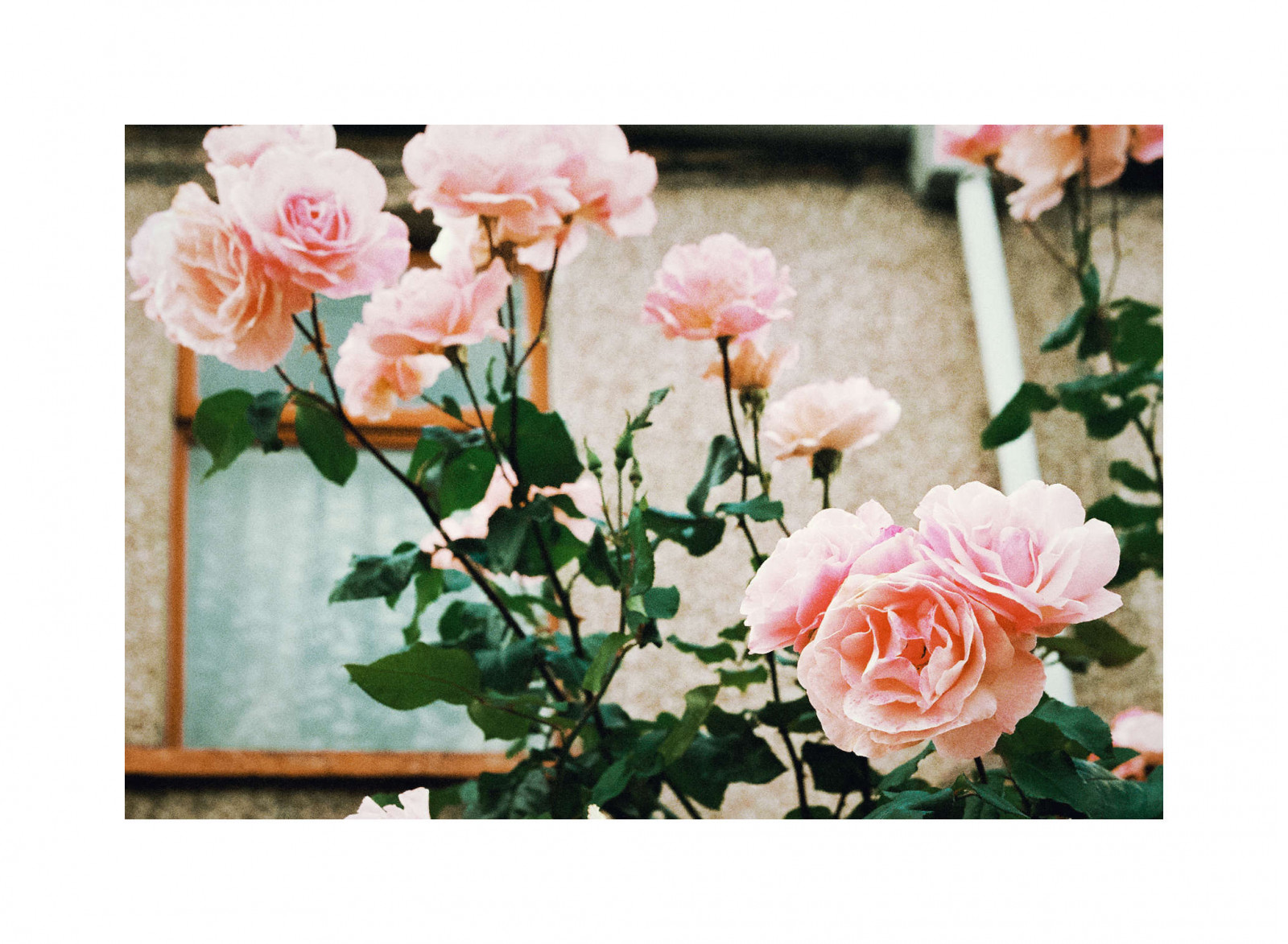 zelená, sklenka, růže, Broskev, květ, růžový, jaro, 35MM, Olympus, květ, rostlina, flóra, film, analog, okvětní lístek, pivoňka, vaso, verde, pared, kvetoucí rostlina, floristika, zahradní růže, růže rodina, růže objednávka, název, kytice, aranžování květin, květinový vzor, řezané květiny, Pelicula, ondaocho, floribunda, rosa centifolia, Xa2, nombre, umělé květiny, 050