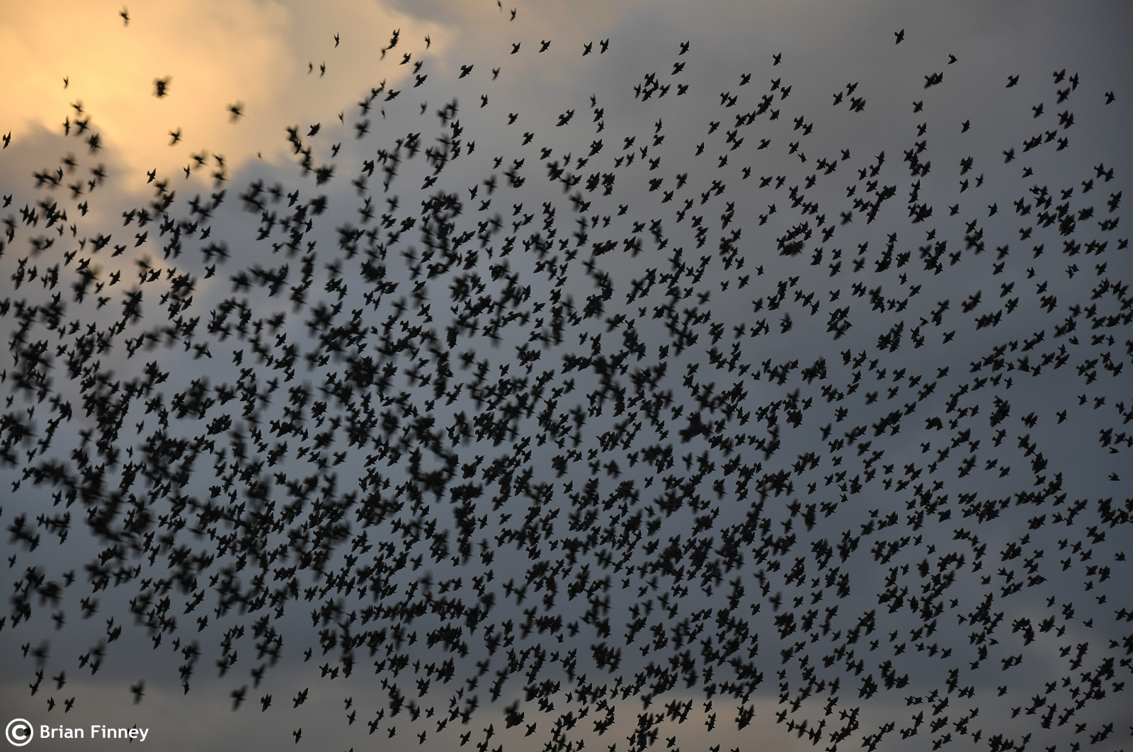 สยองขวัญ, น้ำ, ท้องฟ้า, บีบีซี, พ.ศ. 2506, ฉาก, ต้นไม้, mygearandme, ภาพยนตร์, ฝูง, nikonflickraward, nikond90, ilovemypics, qualitypixels, การพูดพึมพำ, Pembrokeshire, pembrokeshirewales, digitalslrphotographymagazine, nikondslruk, ทำให้แฟน ๆ จากโลกนี้, pembrokeshireoutdoors, whatdigitalcameraflickrgroup, nphotomag, anythingnikon, itvwalesyourpictures, นกอพยพ, การย้ายถิ่นของสัตว์, countryfile, ธรรมชาติ, นกกิ้งโครง, นก, nikonnature, naturebirdsandwildlife, thenaturesbestwildlifegroup, ringofexcellence, ซิงโครไนซ์, alfredhitchcock, การทำใจ, ฤดูใบไม้ร่วง, pembrokeshirecoastalnationalpark