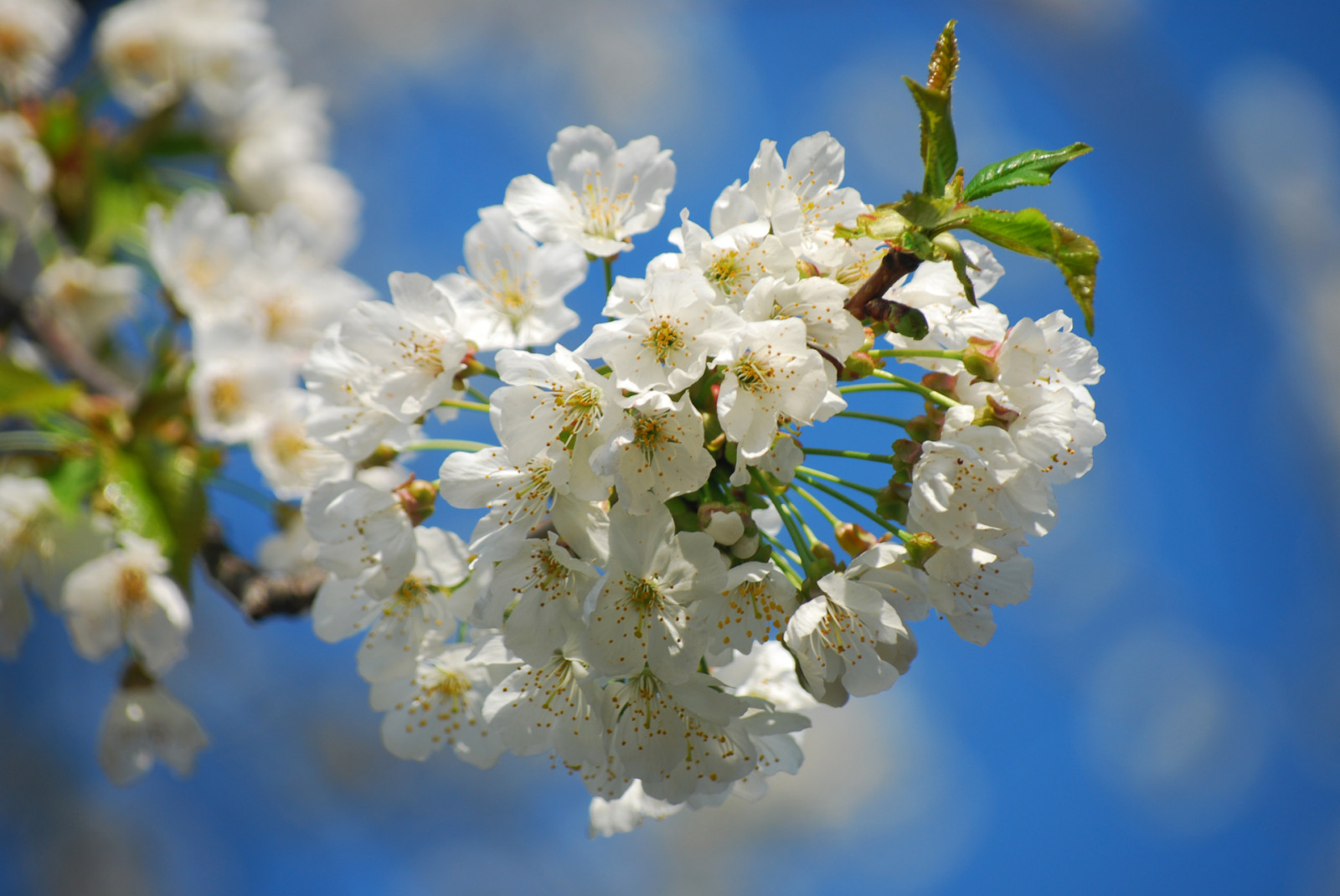 italien, Itálie, naturaleza, primavera, Příroda, jaro, Nikon, hezký snímek, přírodní, Ligurie, natureza, natur, natuur, italu, blumen, natura, Blomma, fotografia, fiori, blume, fiore, květ, italie, Italia, 2012, bloem, Blom, autofocus, ligure, Itálie, itally, NATURALMENTE, naturel, italt, ligurie, blomsterpark, Ligurien, Italija, stagione, D40X, liguuria, frozencycler, flickraward, mygearandme, ligurija