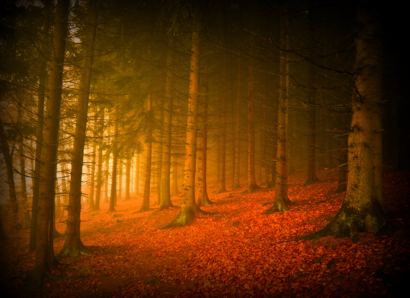 slunečnímu záření, krajina, les, podzim, Příroda, tráva, nebe, dřevo, větev, svítání, večer, ráno, Německo, mlha, kouzlo, atmosféra, prach, UMĚNÍ, mystický, strom, podzim, mlha, elitegalleryaoi, tma, tvořivý, mystik, theunforgettablepictures, bestcapturesaoi, platinumphoto, artofimages, vy, Oberberg, platinumsuperstar, zálesí, háj, počítač tapeta, ekosystém, mírné jehličnatý les, biome, kufr, prales, smíšený les, opadavý, jev, přadeno, morni8ng, Bestpglandscapeaward, spruce fir forest, northern hardwood forest concept