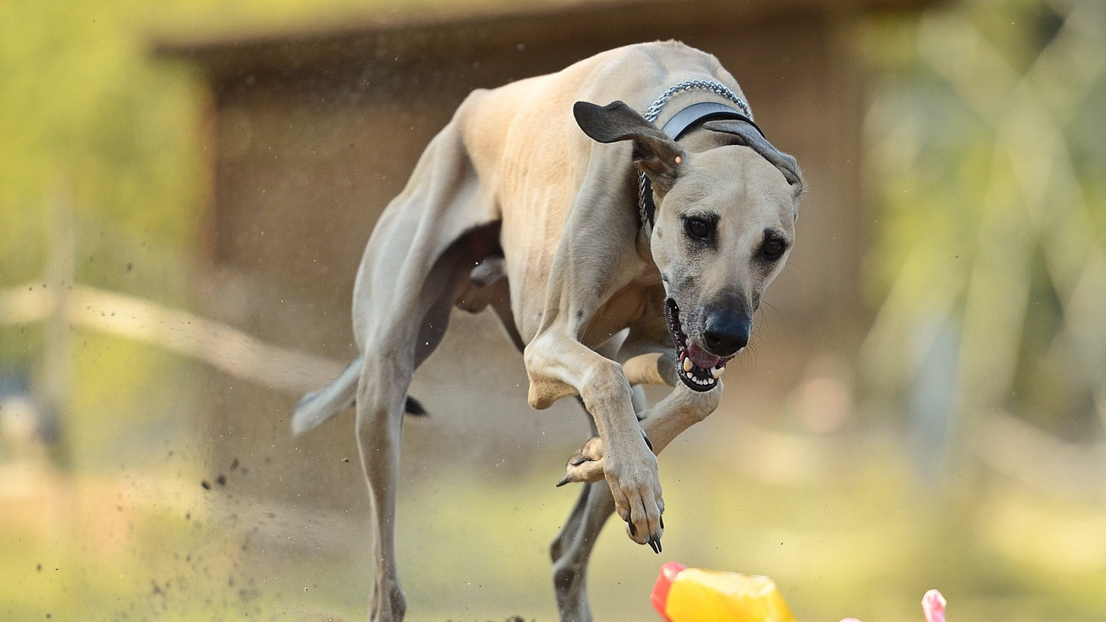 Wallpaper animals, 1920x1080 px, snout, animal sports, dog breed, dog