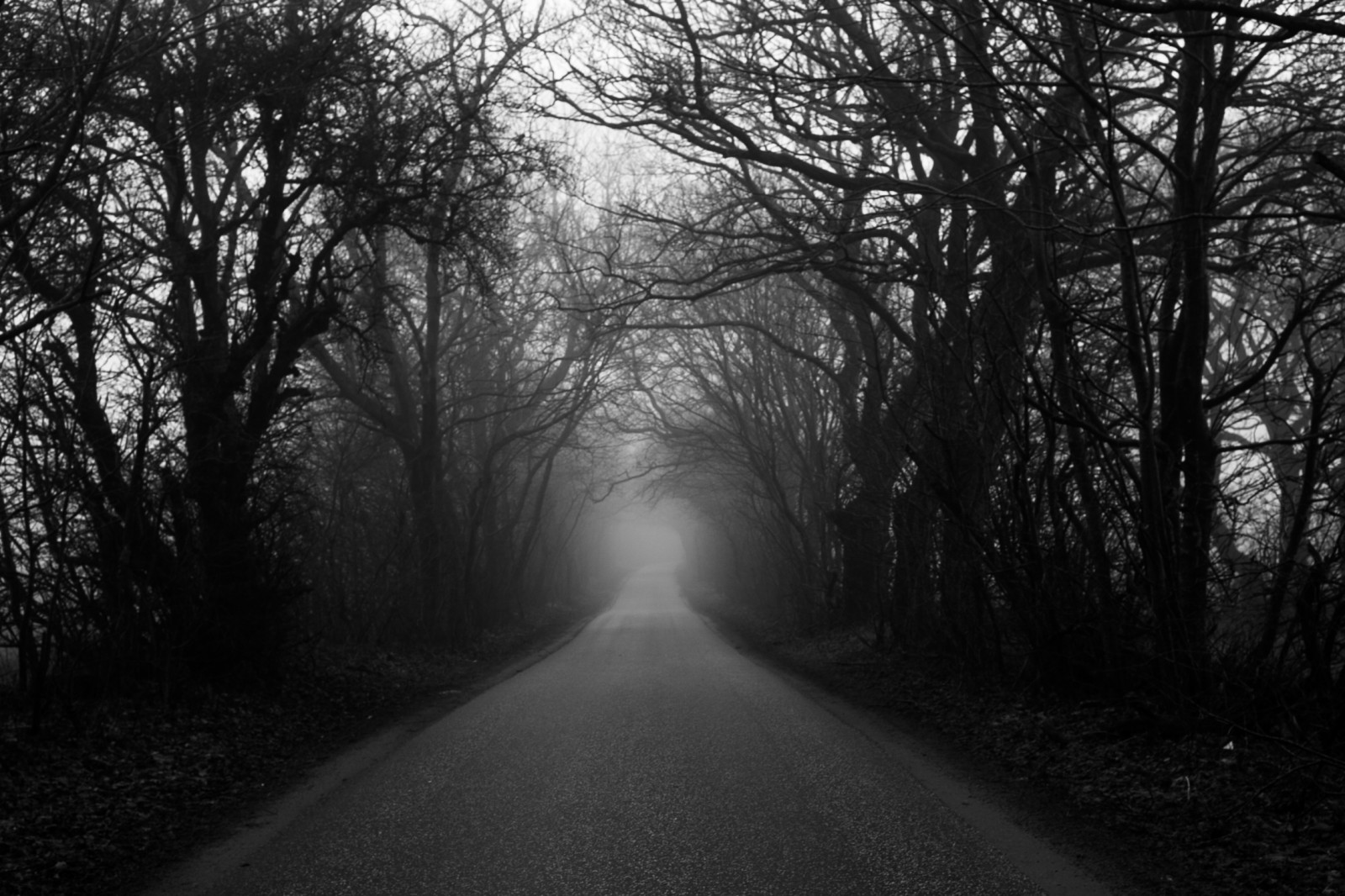 sollys, træer, landskab, Skov, monokrom, natur, græs, vinter, vej, afdeling, morgen, tåge, Danmark, Rå, Mono, lys, sort og hvid, træ, tåget, tåge, blad, vejr, sæson, bw, mørke, jylland, skov, levested, naturligt miljø, atmosfærisk fænomen, sort og hvid, monokrom fotografering, vedplante, jylland, foggyday, arthurcammelbeeck, cammelbeeck, artcammelbeeck, camelendk, wwwflickrcomphotosartcammelbeeck