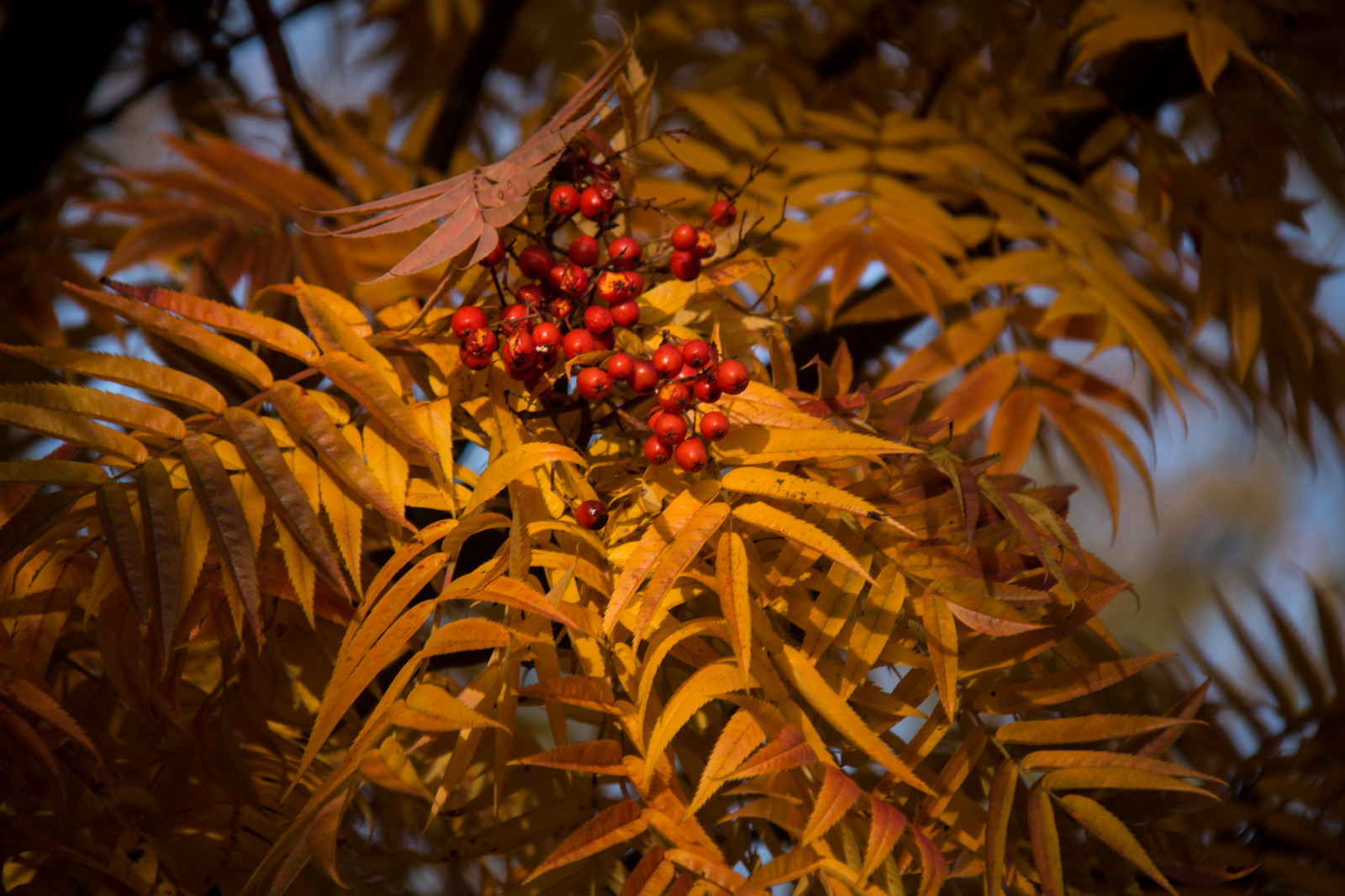 slunečnímu záření, větev, jeřáb oskeruše, strom, podzim, list, květ, rostlina, sezóna, flóra, parku Stadsparken, h st, l v, Trelleborg, r r NNB, exif modelu canoneos760d, geocountry, Kamera aby kánon, geocity, Model fotoaparátu canoneos760d, geostate, geolocation, EXIF čočka efs18200mmf3556is, exif focallength 200mm, exif aby kánon, EXIF isospeed 100, EXIF otvor 63, botanika, dřevina, vánoční dekorace, zblízka, makro fotografie, arecales