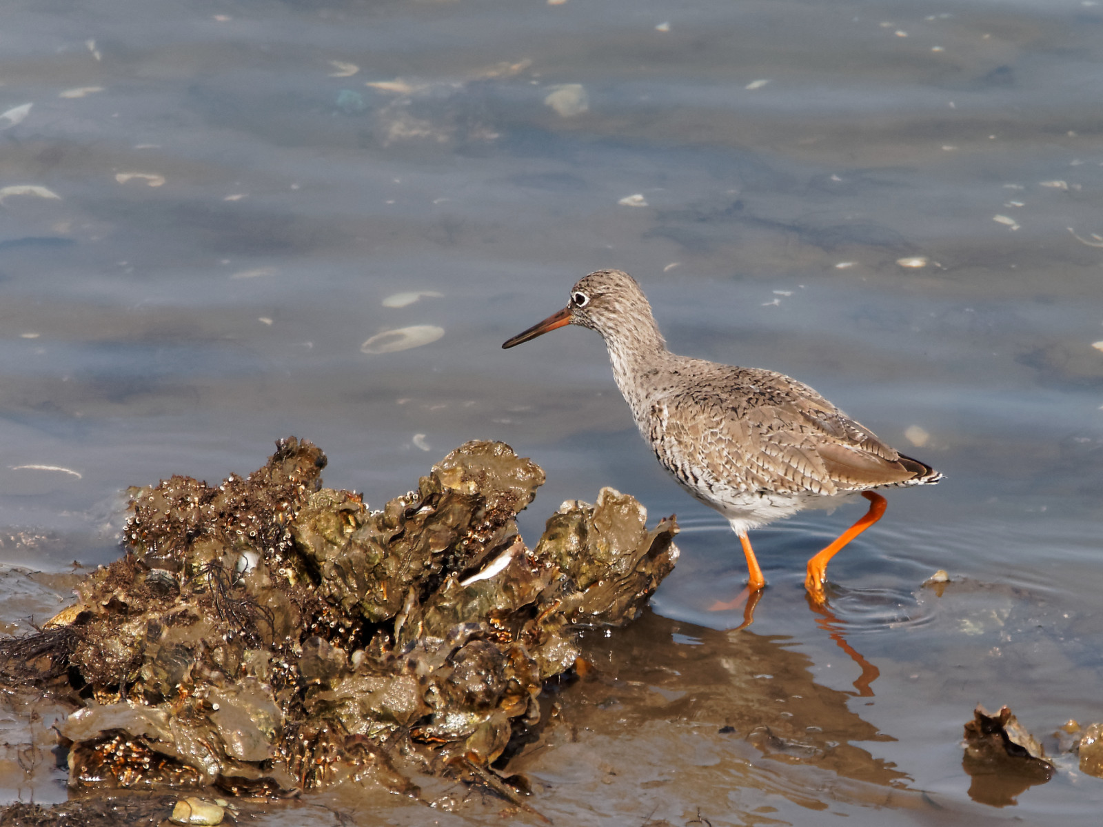 ptactvo, voda, pobřeží, písek, Volně žijících živočichů, zobák, Olympus, zvíře, pták, mořský pták, EM5, fauna, micro43, Aves, Charadriiformes, mělčina při ústí řeky, shorebird, sandpiper, tmavý, ocells, leica100400f463, commonredshank, tringatotanus, Archibebecom n, Gambaroja