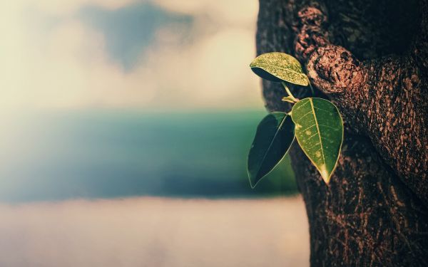 sunlight, trees, depth of field, nature, photography, branch