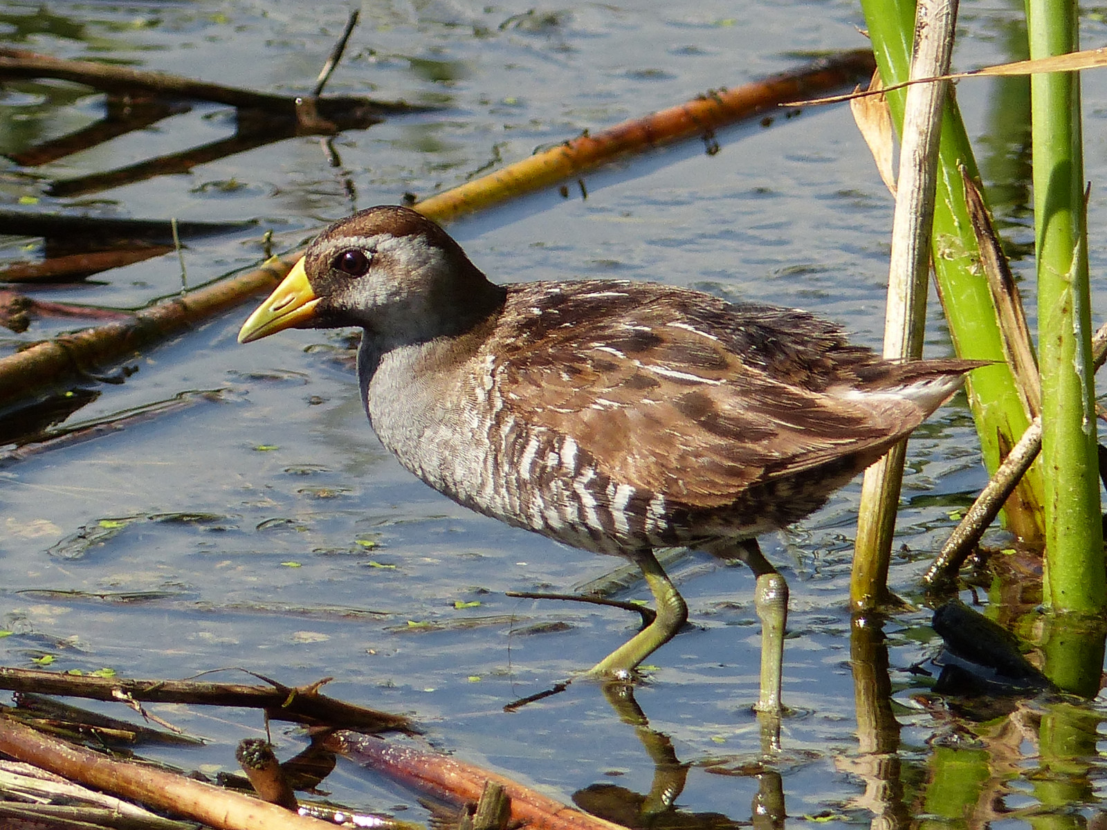 Kanada, pták, Příroda, voda, ptactvo, detailní, lumix, zajímavost, dospělý, kolejnice, waterbird, prozkoumat, Alberta, bažina, boční pohled, ornitologie, Sora, influenza, Franklake, Porzanakarolina, Familyrallidae, annkelliott, anneelliott, seofcalgary, fz200, Genusporzana, Descendingwhinnycall, Malý můra, Triangularbodyshape, Explore2014august26