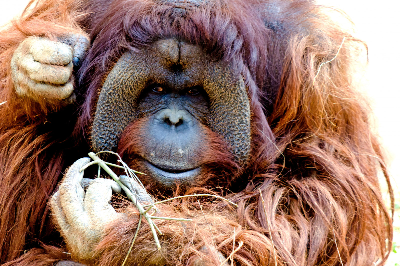 Japan, tempel, væsen, natur, rød, parkere, dyreliv, orange, Nikon, pels, Zoo, bokeh, forår, Yokohama, Orangutang, 2017, dyr, udendørs, øje, D7000, robin, abe, Kanagawa, marts, fauna, pattedyr, tæt på, snude, stor abe, primat, chimpanse, chimpanse, organisme, nikonclubit, asahiward, zoorasia, yokohamazoologicalgardens, Menneskeabe, borneanorangutan, Afsvrzoomnikkored70200mmf28g if, Nikonafsvrzoomnikkored70200mmf28g if, terrestrial animal