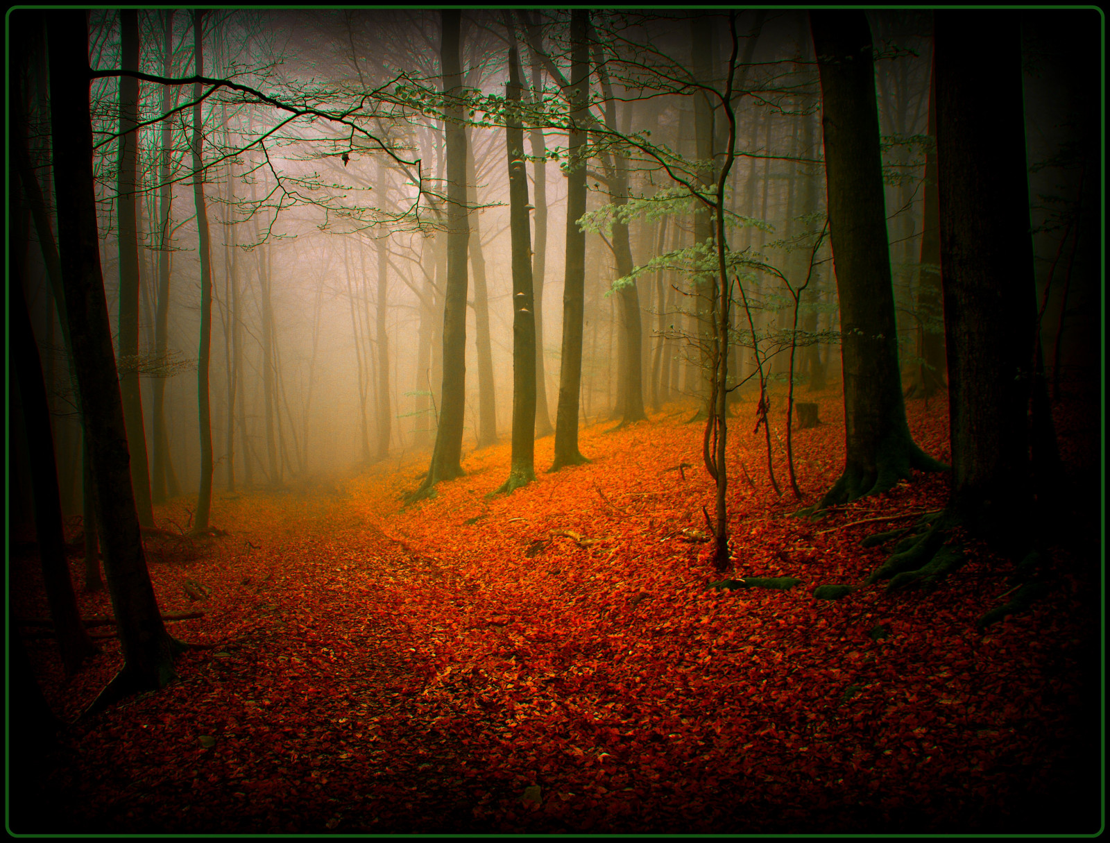 slunečnímu záření, krajina, les, Příroda, tráva, dřevo, větev, ráno, Německo, mlha, kouzlo, atmosféra, prach, cesta, UMĚNÍ, mystický, strom, podzim, mlha, list, cesta, elitegalleryaoi, tma, tvořivý, mystik, bestcapturesaoi, superstarthebest, colorphotoaward, Oberberg, vanagram, zálesí, masterclasselite, háj, ekosystém, mírné jehličnatý les, biome, prales, opadavý, spruce fir forest