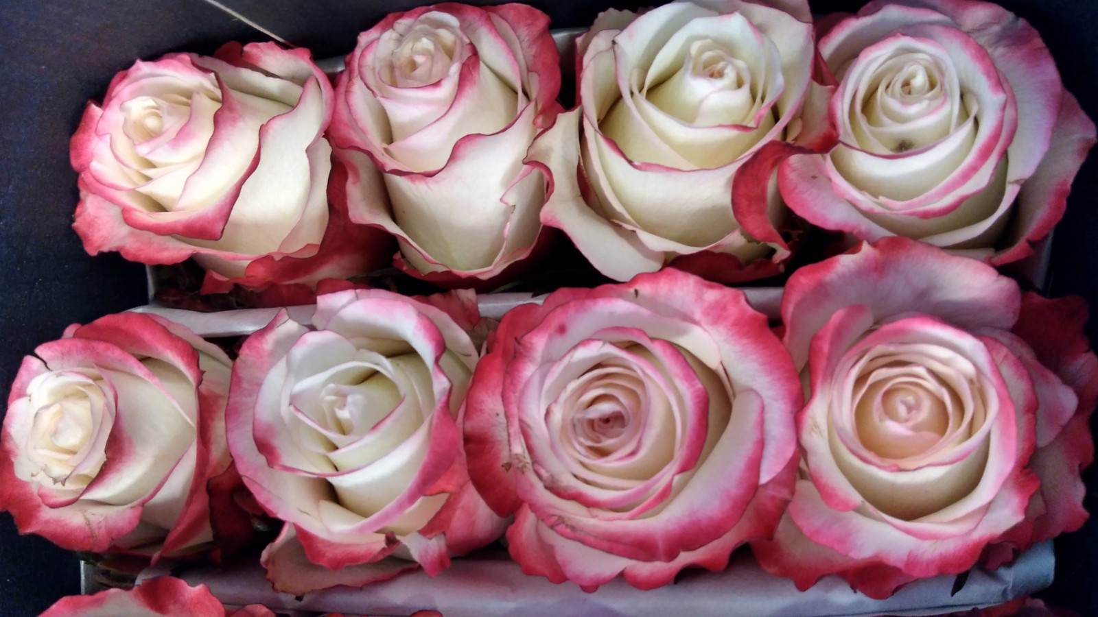 Rosas, flores, květiny, Quintaflowers, růže, fiore, květiny, belleza, Aliciapclausell, růžový, bílý, colorido, barva