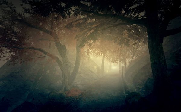 malam,kehidupan kedua,pohon,kabut,vespertine