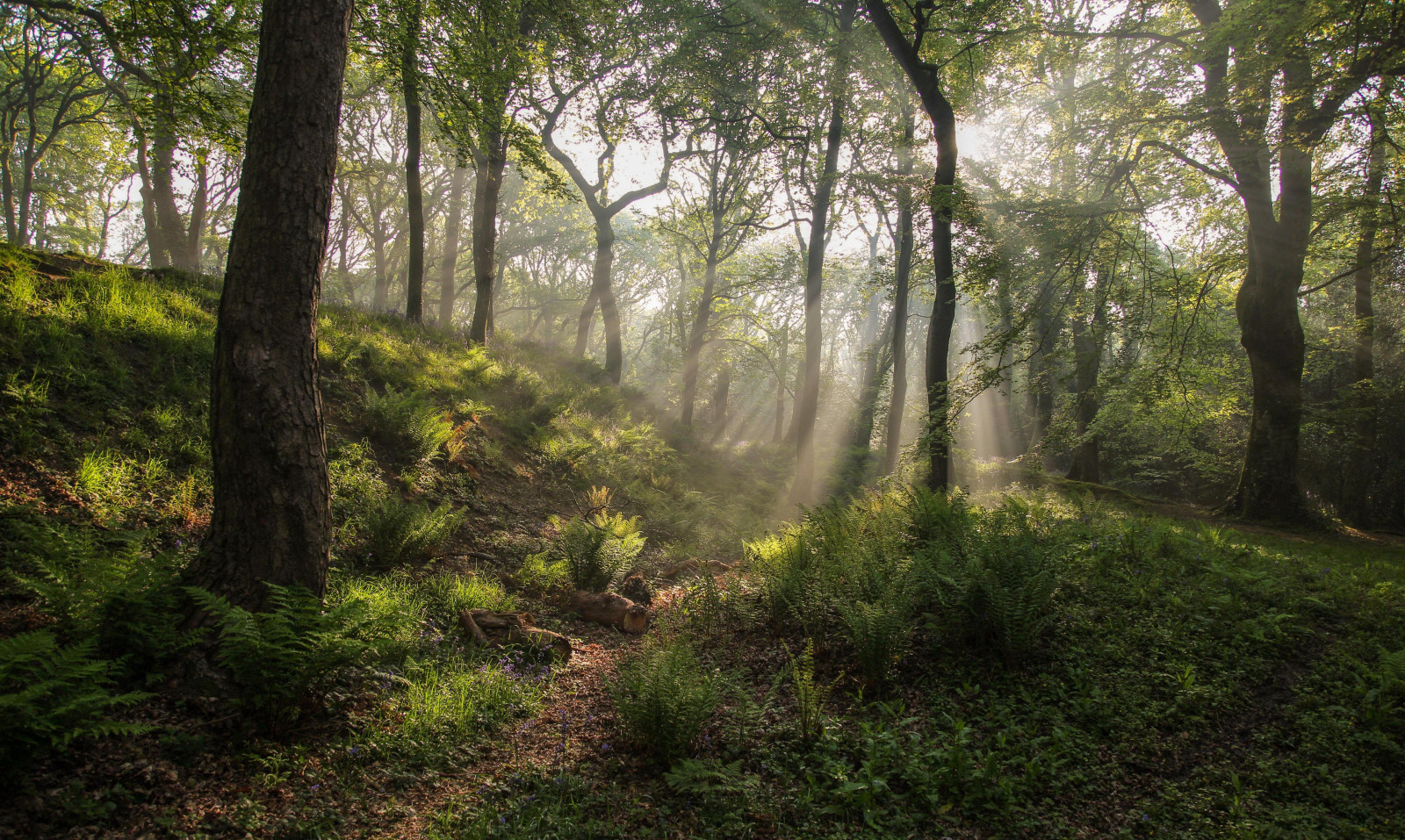 Fond d'écran : des arbres, lumière, forêt, Forêts, Silencieux, calme