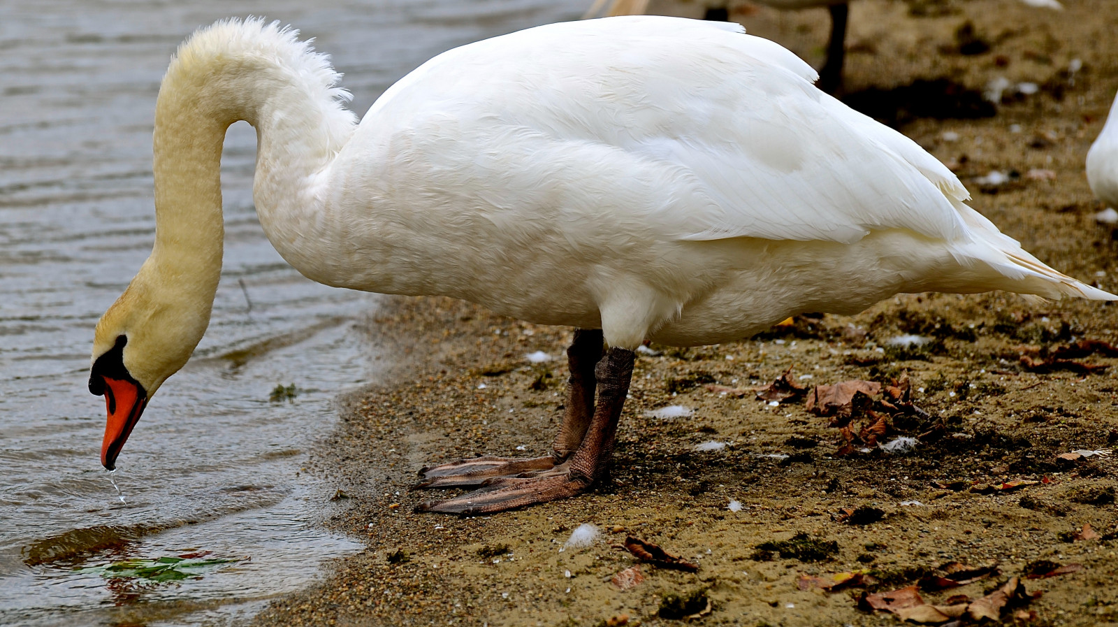 statepark, park, Ohio, pták, pláž, labuť, písek, kapka vody, peří, hockinghills, muteswan, cygnusolor, cygnus, olor, lakelogan, hockingcounty, lakeloganstatepark