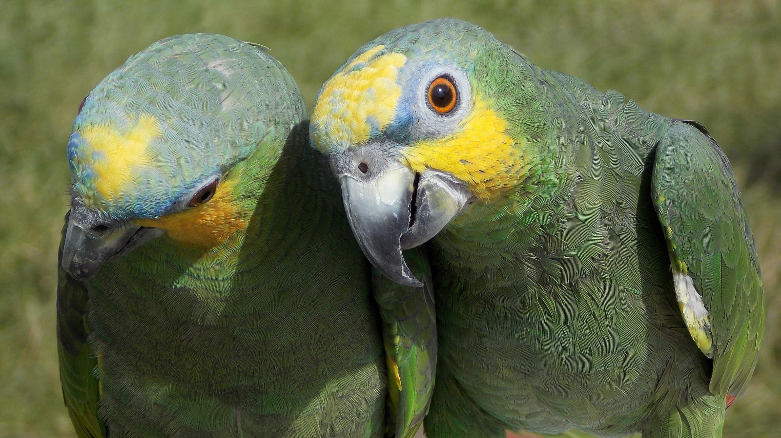 oči, Příroda, Papoušek, křídla, peří, detailní, zelená, žlutý, modrý, oranžový, letní, Nikon, jasný, zobák, 2014, dosti, pták, barva, barvitý, papoušek, pár, fauna, coolpix, L810, andulka, Northamptonshire, organismus, Společný pet andulka, Yahoo yourpictures sdílení, nočníček, Hollowell, Hollowellsteamheavyhorseshow, Wwwpottyparrotsrefugeukcom, Perico