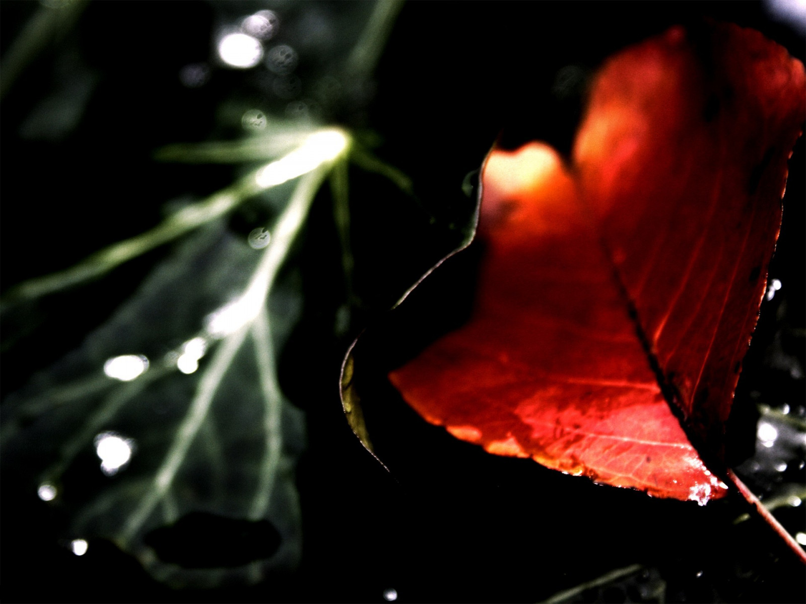 slunečnímu záření, listy, Červené, odraz, rostliny, světlo, barva, podzim, list, květ, rostlina, tma, okvětní lístek, suchozemská rostlina, kvetoucí rostlina, zblízka, makro fotografie