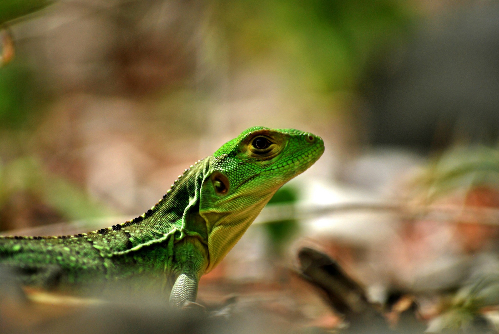 Fondos de pantalla : hojas, profundidad de campo, naturaleza, Lagartos,  fotografía, fauna silvestre, Iguana, Bokeh, Reptiles, lagartija, reptil,  vertebrado, de cerca, Fotografía macro, Reptil escalado, Lacertidae,  Dactyloidae, Lacerta, Lagartija verde ..., image size:1600x1071