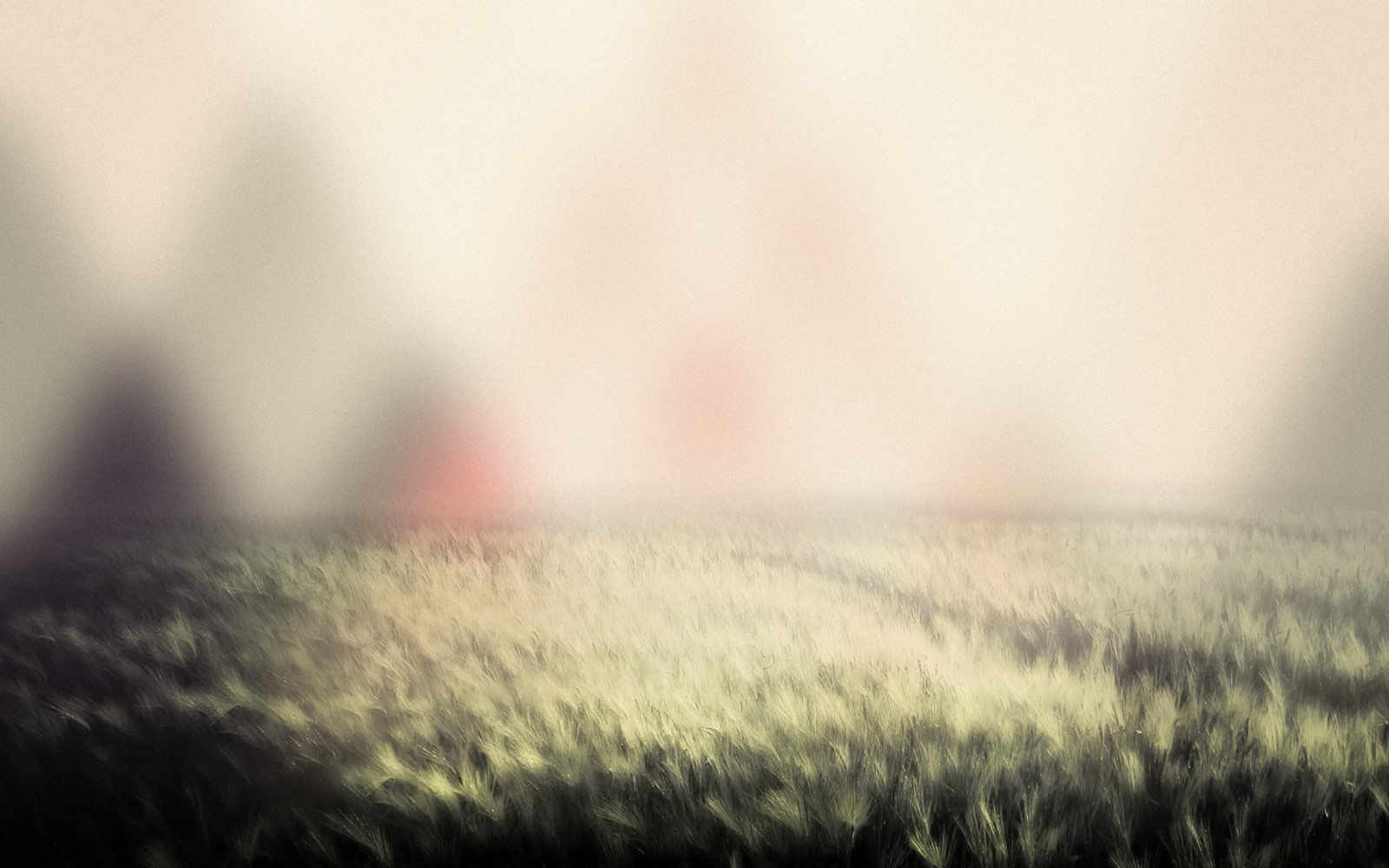Sonnenlicht, Sonnenuntergang, Natur, Betrachtung, Gras, Feld, Fotografie, Morgen, Nebel, Horizont, Atmosphäre, Licht, Wolke, Nebel, Blatt, Wetter, Pflanze, Atmosphärisches Phänomen, Atmosphäre der Erde, Nahansicht, Makrofotografie, Grasfamilie
