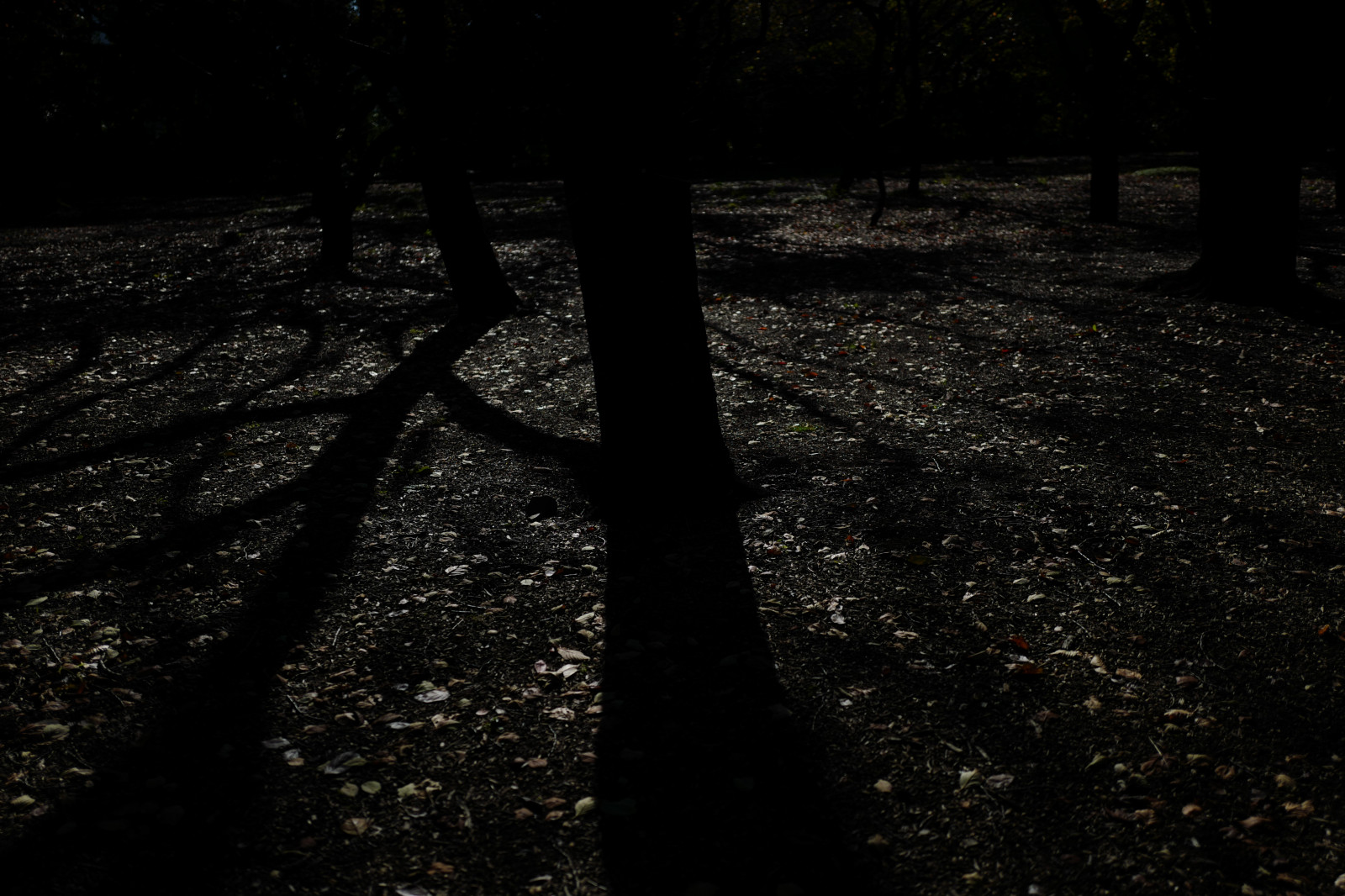 Giappone, luce del sole, foresta, nero, monocromo, notte, natura, riflessione, ombra, verde, sera, mattina, struttura, Leica, Tokyo, Jp, leggero, albero, foglia, pianta, oscurità, Shinjuku, shinjukugyoen, Summilux, leicaq, summilux1728, q, 1728, suolo, habitat, ambiente naturale, pianta legnosa