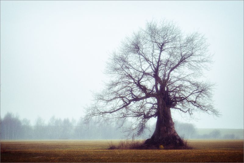 inverno, árvore, Planta lenhosa, céu, névoa, manhã inverno, árvore, Planta lenhosa, céu, névoa, manhã