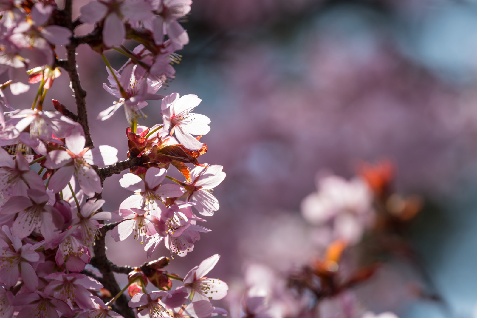 jídlo, větev, Třešňový květ, květ, růžový, jaro, list, květ, rostlina, sezóna, třešeň, flóra, Blomma, Trelleborg, okvětní lístek, rosa, vyrobit, botanika, makro fotografie