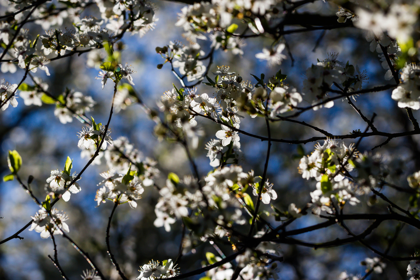 slunečnímu záření, bílý, zahrada, Příroda, park, větev, Třešňový květ, květ, jaro, strom, list, květ, rostlina, sezóna, Třešňový květ, flóra, Blomma, v r, jaro, Alnarp, vit, k RSB rsblom, alnarpsparken, vyrobit, botanika, kvetoucí rostlina, dřevina, keř