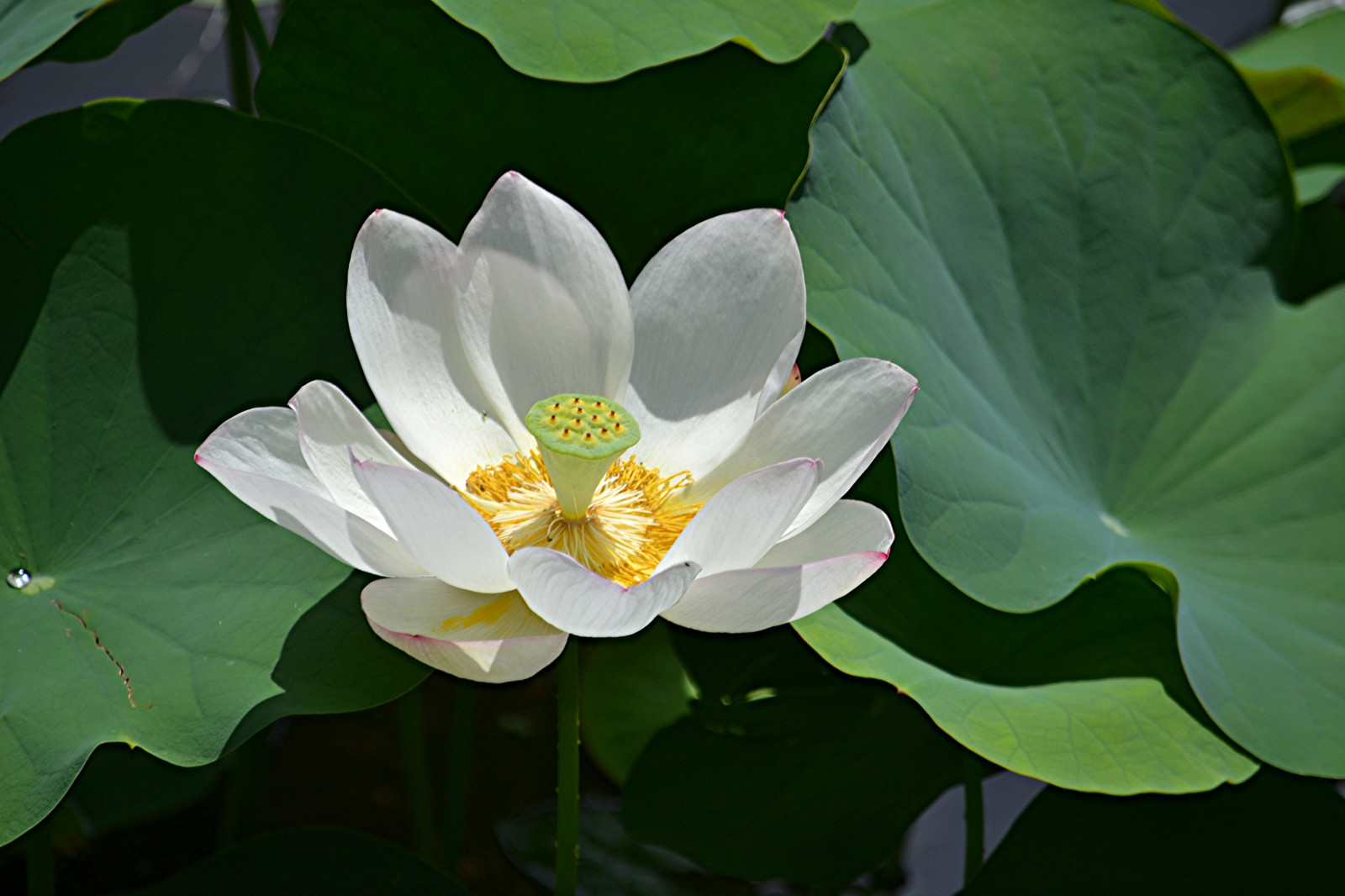 rybník, lilie, Lotus, ngc, podložka, npc, fairchildgarden, fairchildtropicalbotanicgarden, coth5, sunrays5