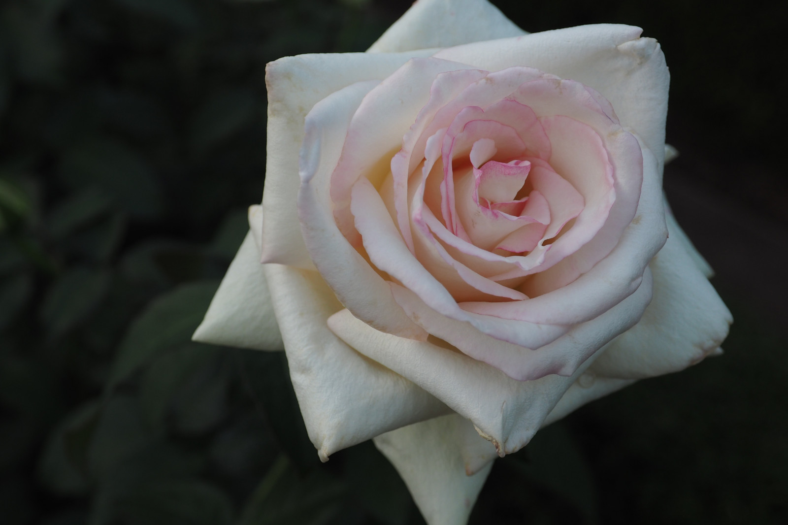 Japonsko, růže, růžový, Tokio, Olympus, jp, květ, rostlina, okvětní lístek, mzuiko, kyufurukawagarden, OMD, EM5, omdem5, mzuikodigital1250mmf3563, mzuiko1250, em5mark2, omdem5mark2, suchozemská rostlina, kvetoucí rostlina, makro fotografie, závod stonek, zahradní růže, růže rodina, růže objednávka, floribunda, rosa centifolia