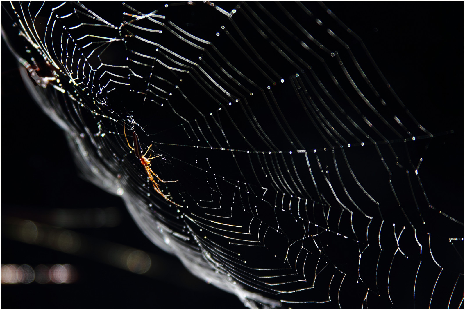 Příroda, trekking, chůze, venku, Procházka, web, Austrálie, bushwalking, Tasmania, pavoučí síť, mountfieldnationalpark, Lakewebster, canoneos550d, trainsintasmania, stevebromley