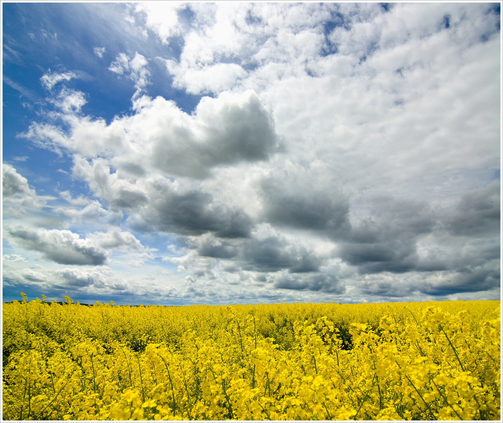 slunečnímu záření, krajina, tráva, nebe, pole, mraky, žlutý, modrý, slunce, hospodařit, jaro, řepkového, mrak, strom, květ, sklizeň, lučina, prozkoumat, prozkoumal, nebe, znásilnění, nárazy, řepka, zemědělství, louka, prostý, zajímavost, mraky, syn, blau, během dne, gelb, ernte, divoká rostlina, prérie, Feld, oříznutí, canoneos400d, venkov, vyrobit, tráva rodina, meteorologický jev, brassica, kupa, hořčice závod, brassica rapa, hořčice a zelí rodina, ekoregion, Fruhling, gatogatogato, gatogatogatoch, flickrexplore, Schopfloch, Tokina1224mmf40