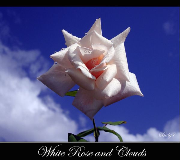 Rose,fleur,plante,ciel,nuage,flore