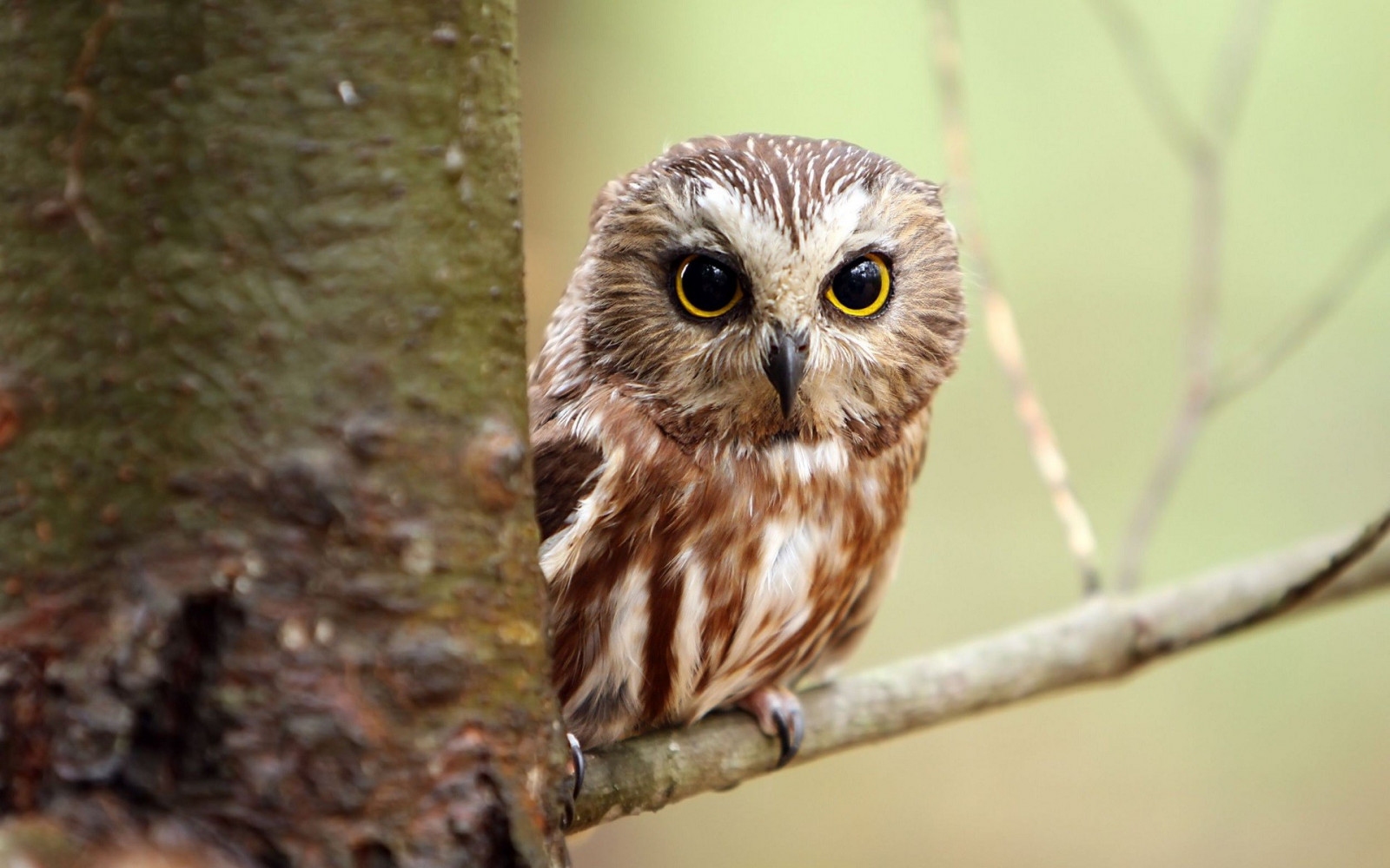 uccelli, animali, natura, natura, uccello rapace, gufo, becco, Falco, uccello, fauna, vertebrato, avvicinamento, grande gufo grigio