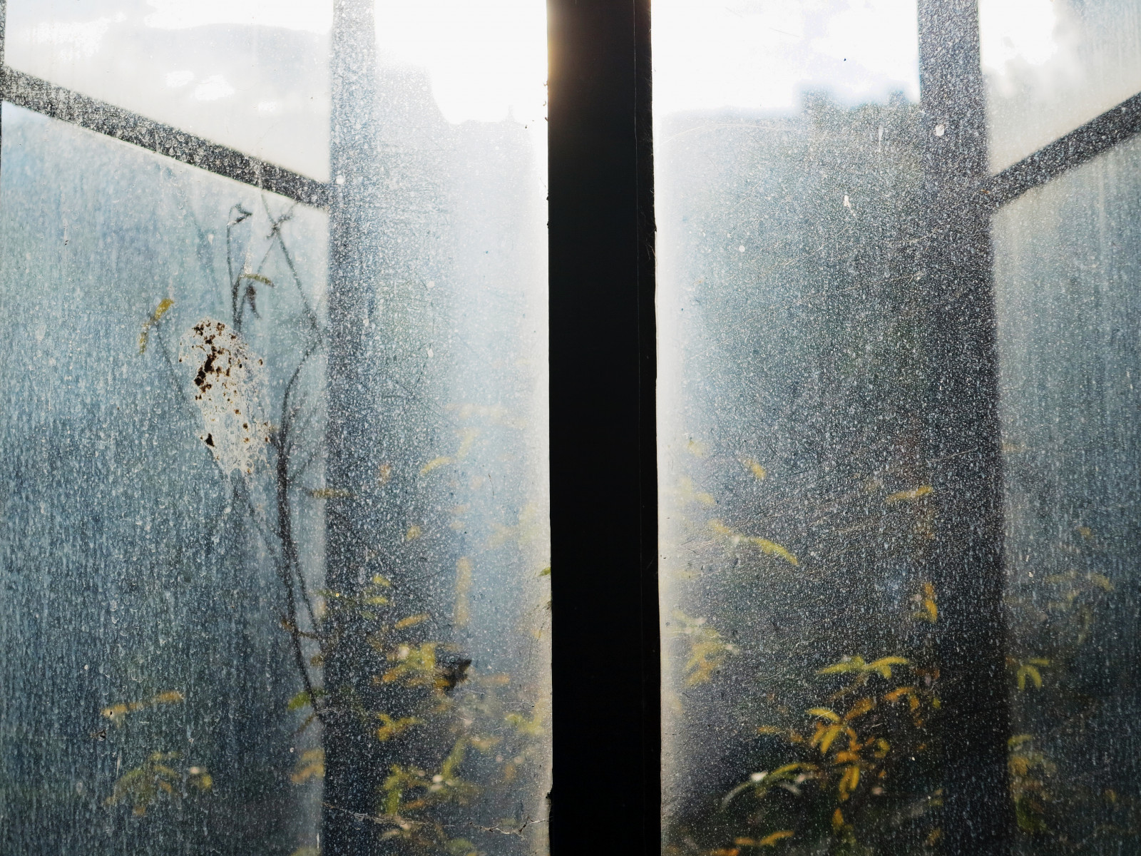 slunečnímu záření, Itálie, odraz, sníh, zima, ráno, mlha, mráz, Sicílie, strom, mlha, počasí, sezóna, Italia, italien, Lincoln, italie, přes, Sicilia, atmosférický jev, Botanico, Palermo, canonflickraward, Sizilien, orto, sandropauli