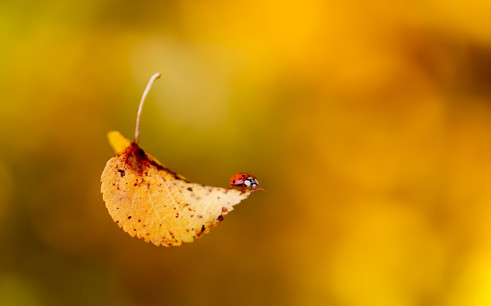 Wallpaper : ladybug, leaf, plant, insect, crawling 1920x1200 ...