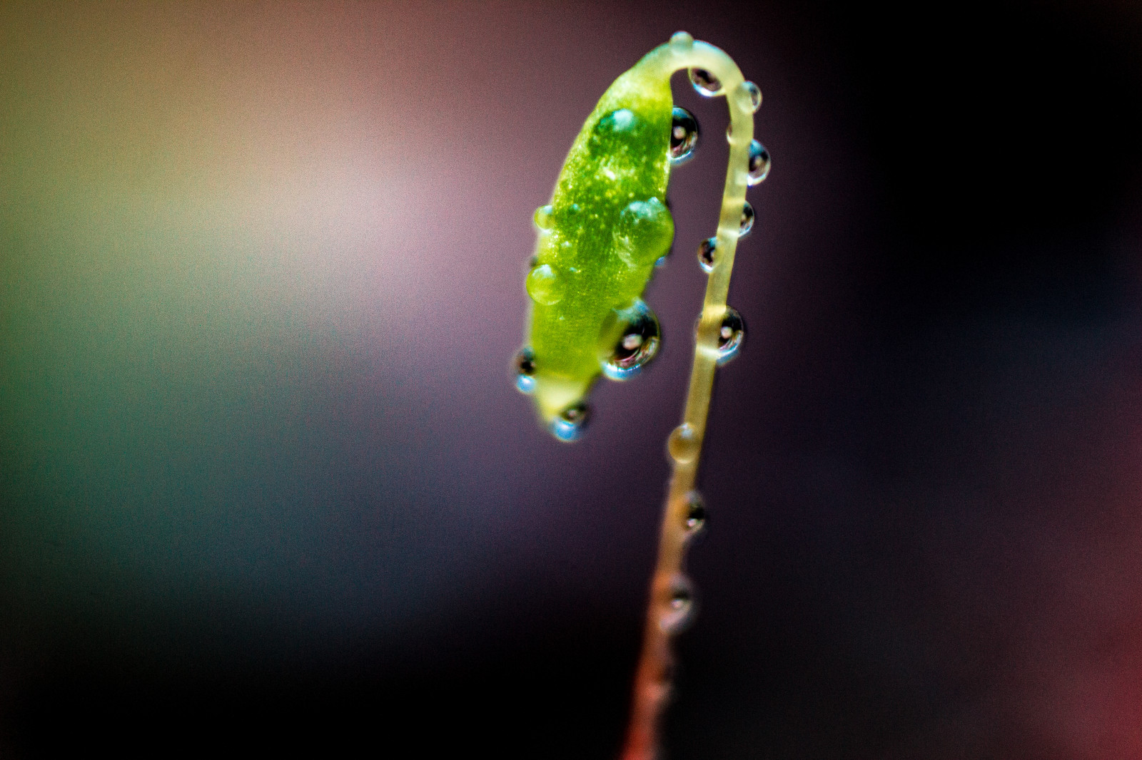 voda, Příroda, makro, mech, Kánon, vítr, objektiv, Maďarsko, rosa, zvrátit, rebel, stativ, Soustředit se, list, pokles, prsten, digitální, 600D, eos, 1855mm, manuál, T3i, souprava, zblízka, makro fotografie, závod stonek, vlhkost, organismus, efs1855mm, sporophyte, reversering, MAGYARORSZAG