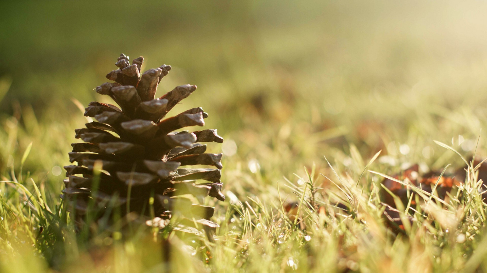 slunečnímu záření, Příroda, tráva, fotografování, makro, větev, zelená, šišky, strom, podzim, list, květ, rostlina, flóra, louka, divoká rostlina, 1920x1080 px, trávník, prérie, botanika, suchozemská rostlina, kvetoucí rostlina, zblízka, makro fotografie, tráva rodina, závod stonek