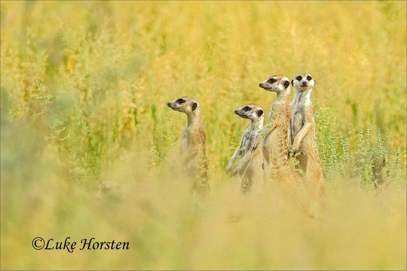 emlősök,kalahari,Suricates