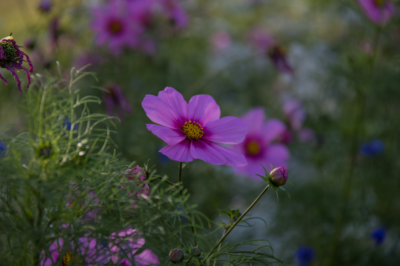pole, květ, květ, rostlina, kosmos, flóra, fotosondag, Blomma, Malmo, exif modelu canoneos760d, geocountry, Kamera aby kánon, geocity, Model fotoaparátu canoneos760d, geostate, geolocation, EXIF čočka efs18200mmf3556is, EXIF otvor 56, exif aby kánon, EXIF isospeed 100, exif focallength 135mm, scottkelbyinternationalphotowalk2016, okvětní lístek, mexicanaster, rosensk ra, gardencosmos, louka, divoká rostlina, suchozemská rostlina, kvetoucí rostlina, jednoletá rostlina, makro fotografie, daisy rodina, zahrada kosmos