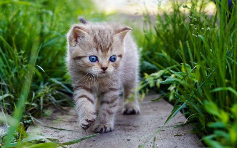 2560x1600 px, hewan, kucing, kucing, bayi, imut 2560x1600 px, hewan, kucing, kucing, bayi, imut