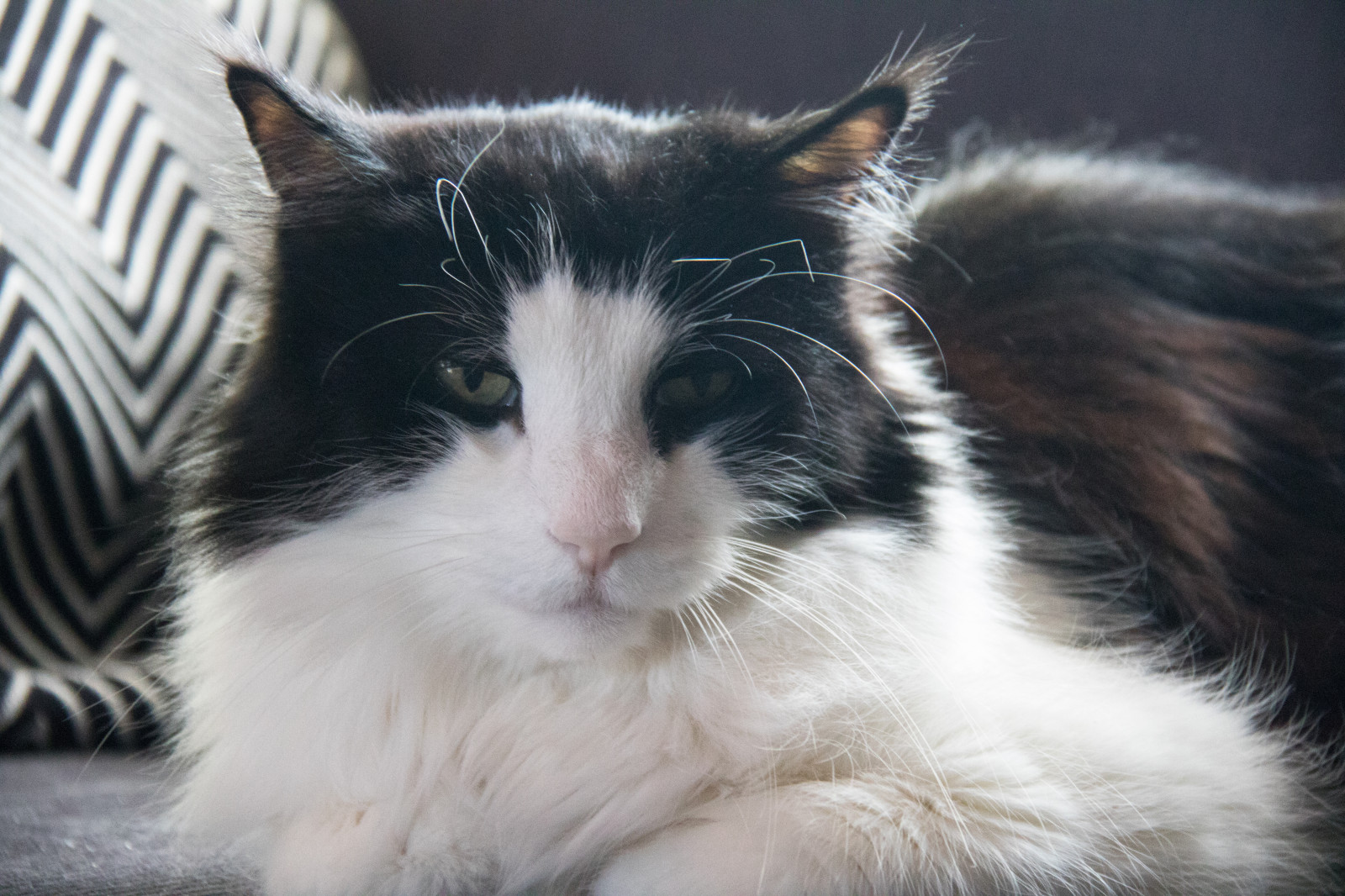 bílý, kočka, nos, kníry, Rambo, zvíře, kotě, DJUR, katt, savec, obratlovců, kočka jako savci, malé až středně velké kočky, carnivoran, domácí krátké vlasy kočka, domácí dlouhé vlasy kočka, Norská lesní kočka