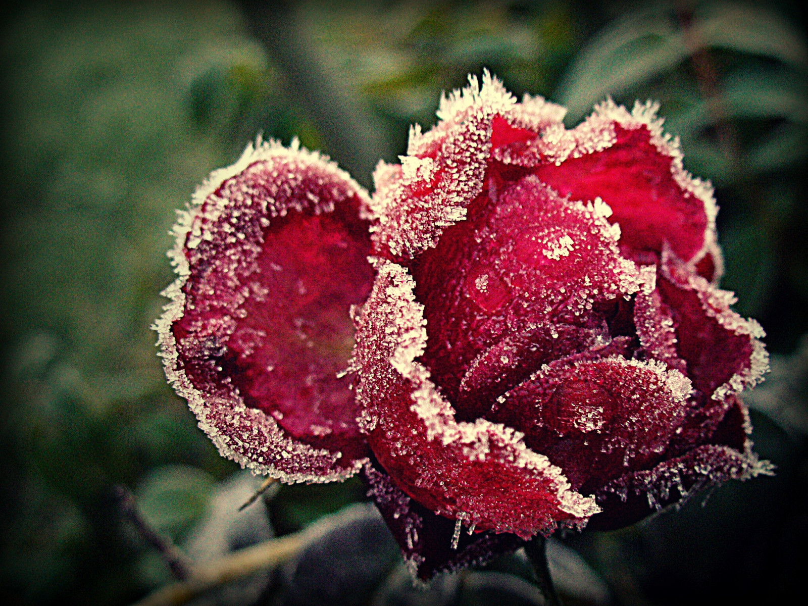 ฤดูหนาว, น้ำแข็ง, หนาว, น้ำค้างแข็ง, ดอกกุหลาบ, สหราชอาณาจักร, ดอกไม้, ปลูก, พืช, แช่แข็ง, กลีบดอก, พืชดอก, ใกล้ชิด, โรงงานประจำปี, การถ่ายภาพมาโคร, ต้นกำเนิด, กุหลาบสวน, กุหลาบครอบครัว, subshrub, cotswolds, พืชสมุนไพร, whyilovethecotswolds