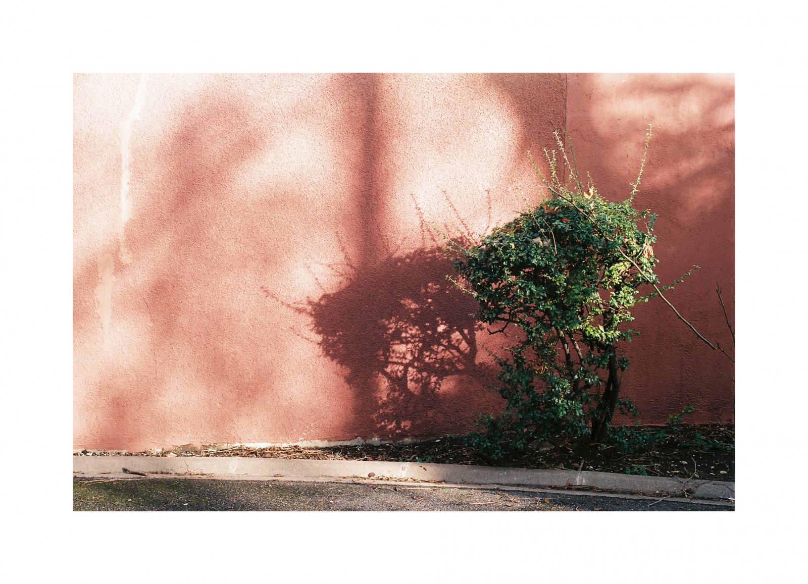 Wallpaper pink, light, shadow, plant, Paris, France, green, film