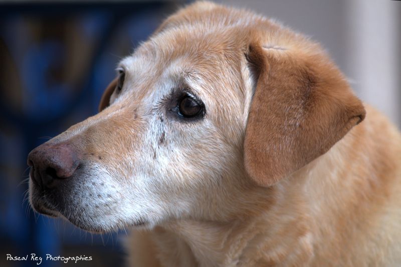 hewan,fotografi,anjing,Linux,Perancis,bulu