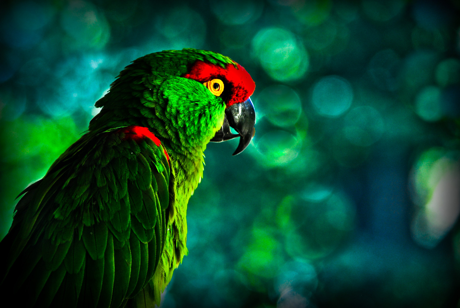 Wallpaper nyc, wild, 3, green, bird, leaves, birds, Zoo, lights, leaf