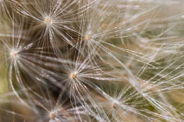 nature,grass,food,field,photography,macro
