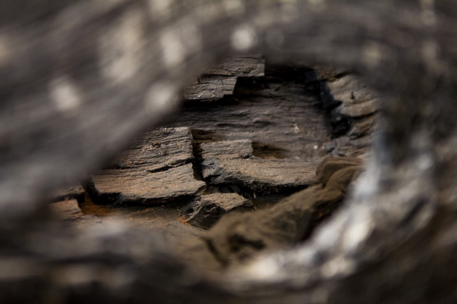 แสงแดด, หิน, ธรรมชาติ, การสะท้อน, ฤดูหนาว, การถ่ายภาพ, ไม้, สาขา, พื้นผิว, ต้นไม้, ฤดูใบไม้ร่วง, ใบไม้, ฤดู, ความมืด, mat56, Arte, Museo, lombardia, ดิน, ไม้ยืนต้น, ใกล้ชิด, ลำต้น, การถ่ายภาพมาโคร, Legno, cremona, แว่นตา, Mestieri, pizzighettone, Piroga, squarci