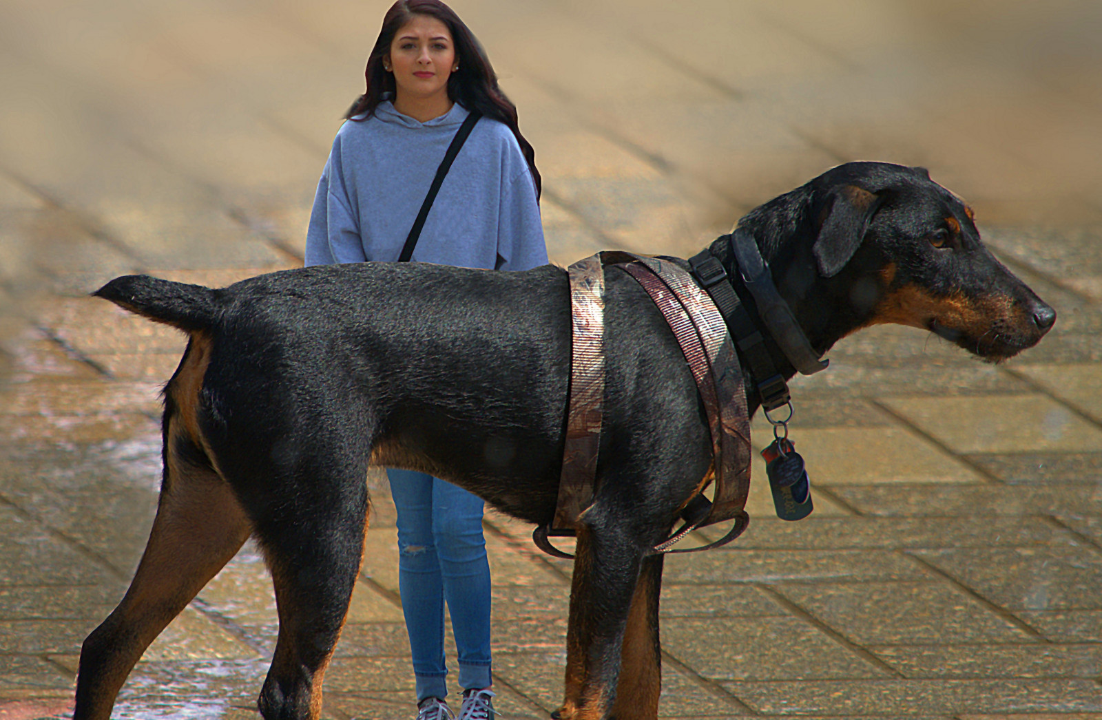 Pes, perspektivní, petite, roztomilý, dívka, mladý, savec, obratlovců, pes jako savec, psí plemeno, pinč, dobermann, Německý pinč, Manchester teriér