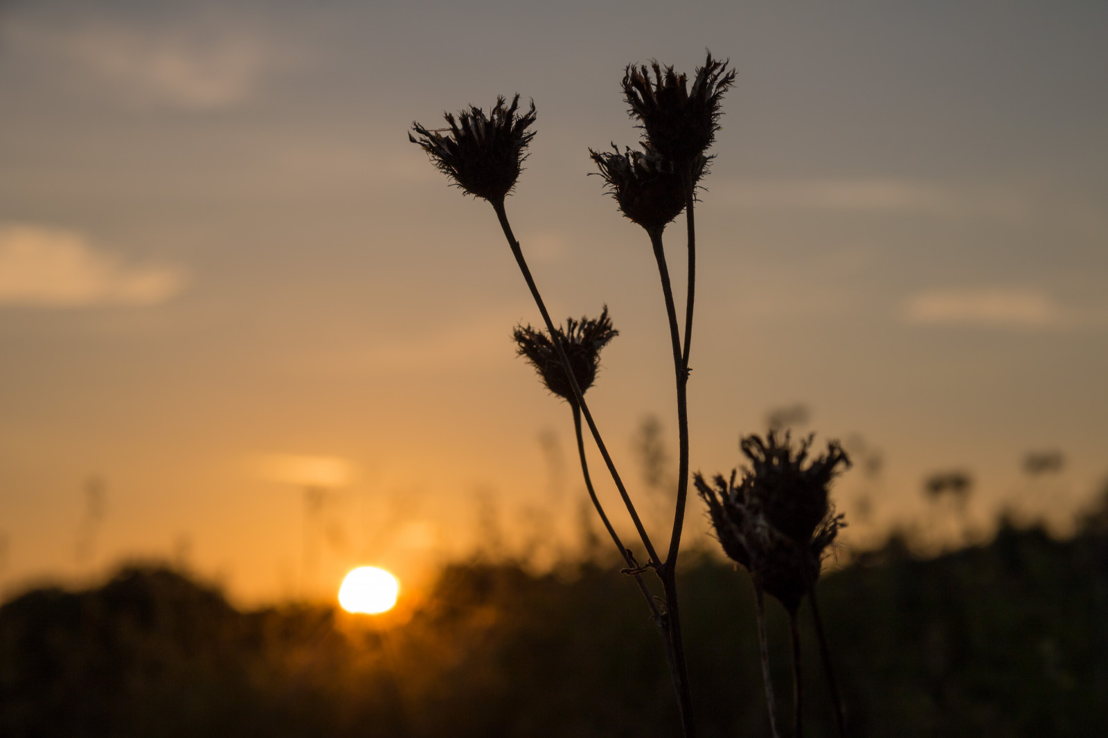 slunečnímu záření, západ slunce, Příroda, tráva, nebe, pole, silueta, svítání, večer, ráno, slunce, horizont, soumrak, světlo, mrak, strom, květ, svítání, rostlina, solnedg ng, siluett, exif modelu canoneos760d, geocountry, Kamera aby kánon, geocity, Model fotoaparátu canoneos760d, geostate, geolocation, EXIF čočka efs18200mmf3556is, exif aby kánon, EXIF isospeed 100, EXIF otvor 10, exif focallength 80mm, Gotland, holmh Llar, attackfoto, attackfoto8, prérie, atmosférický jev, tráva rodina, arecales, savana