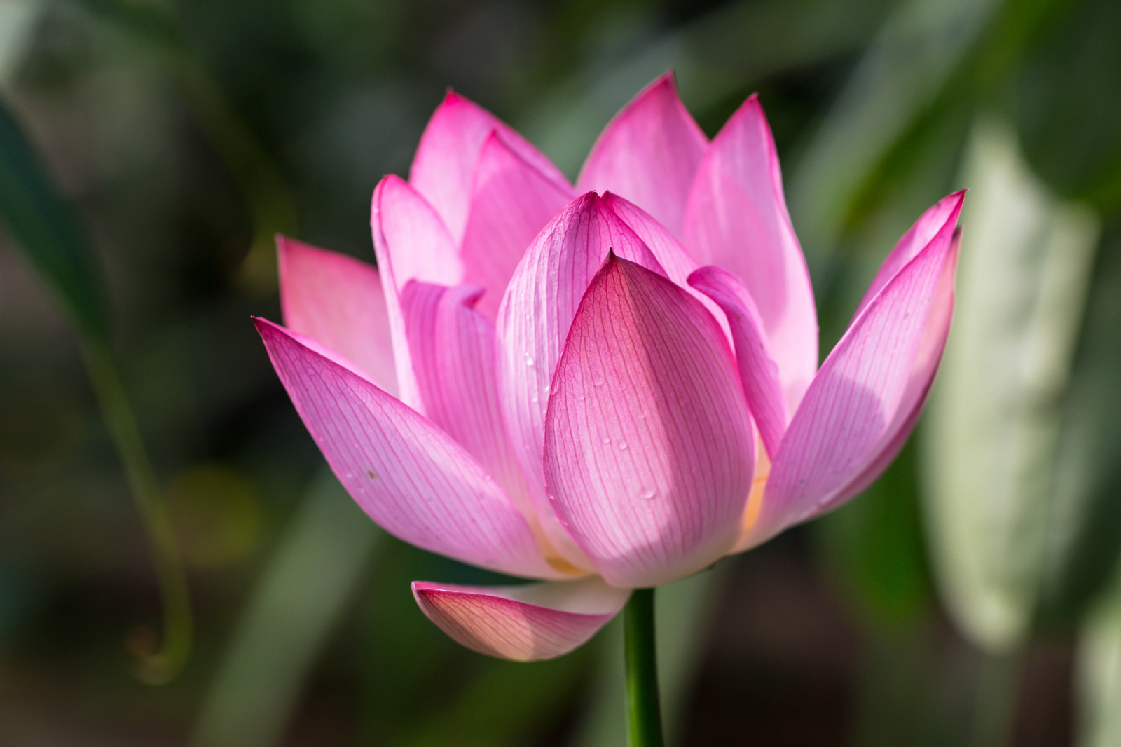 květ, růžový, Lotus, květ, rostlina, flóra, Blomma, Lund, botaniskatr dg rden, leknín, okvětní lístek, vattenlilja, botanika, suchozemská rostlina, kvetoucí rostlina, zblízka, makro fotografie, závod stonek, vodních rostlin, posvátný lotos, lotus rodina, Proteales