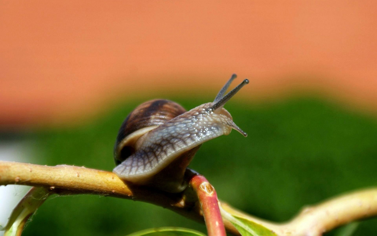 Wallpaper snail, shell, antennae, eyes, climbing, branch 1920x1200